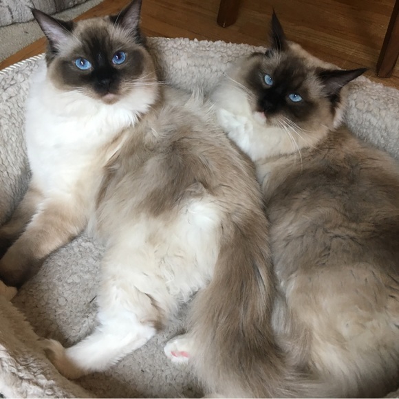 🚀☀️💝Meet your Posher, Patricia💝☀️🚀 - Picture 4 of 9